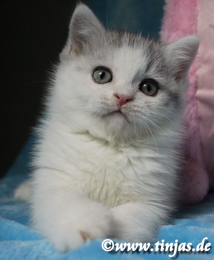Britisch Kurzhaar Katzenbaby